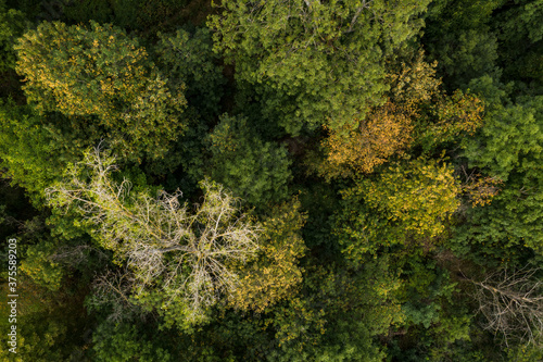 Der Mischwald in Deutschland hat wegen der anhaltenden Trockenheit lichte Kronen photo