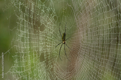 Web of Giant wood spider with dewdrops , Nephila philips, Nephilidae, Tamil Nadu, India