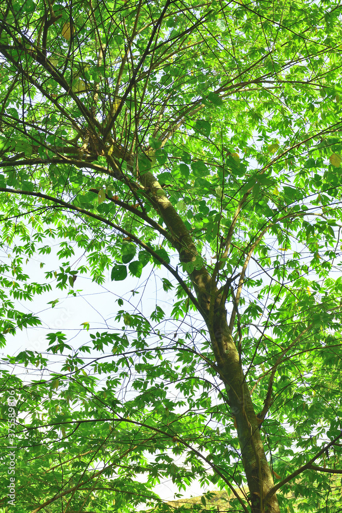 Obraz premium green leaves background