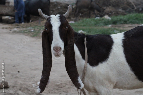 goat a lovely animal goat is a domestic dairy animal