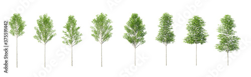 Collection Beautiful 3D European aspen Trees Isolated on white background , Use for visualization in architectural design 