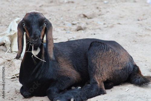 goat a lovely animal goat is a domestic dairy animal