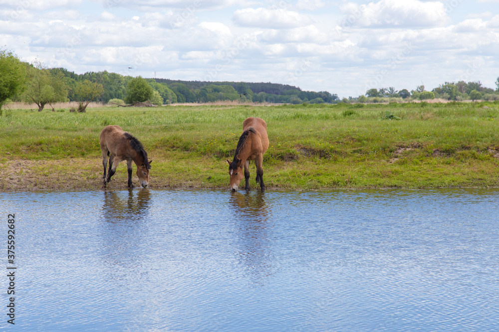 Group of draft horses by the waterhole on the meadow pasture, standing side by side. Group of draft horses by the waterhole on the meadow pasture, standing side by side.