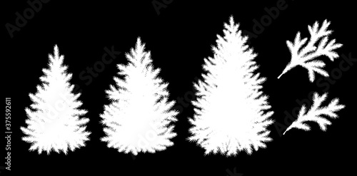 Spruce trees and branches silhouettes