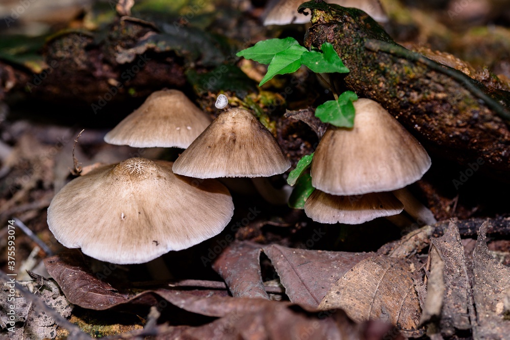 mushrooms in the forest mushrooms in the forest