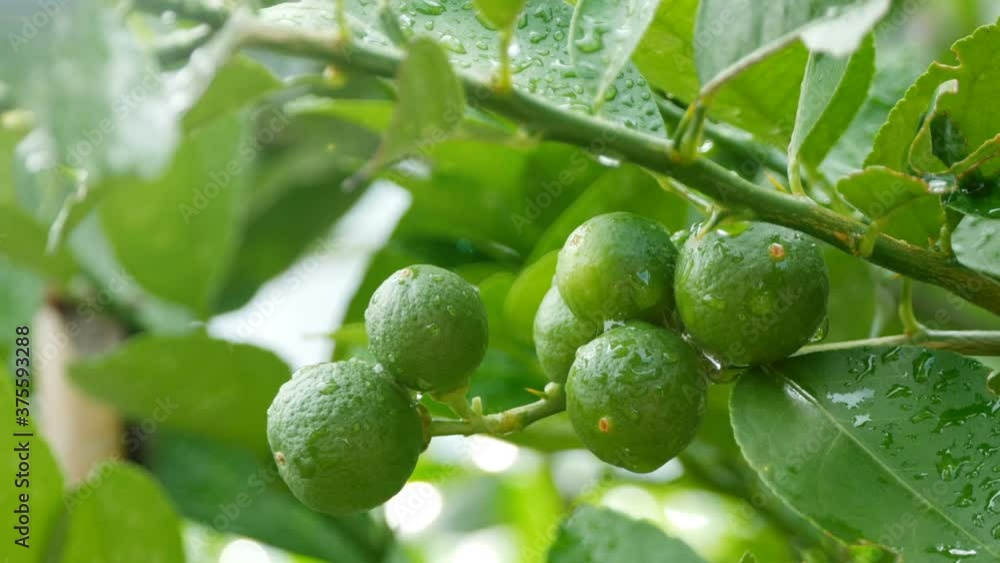 lime fruits hanging on tree in green garden