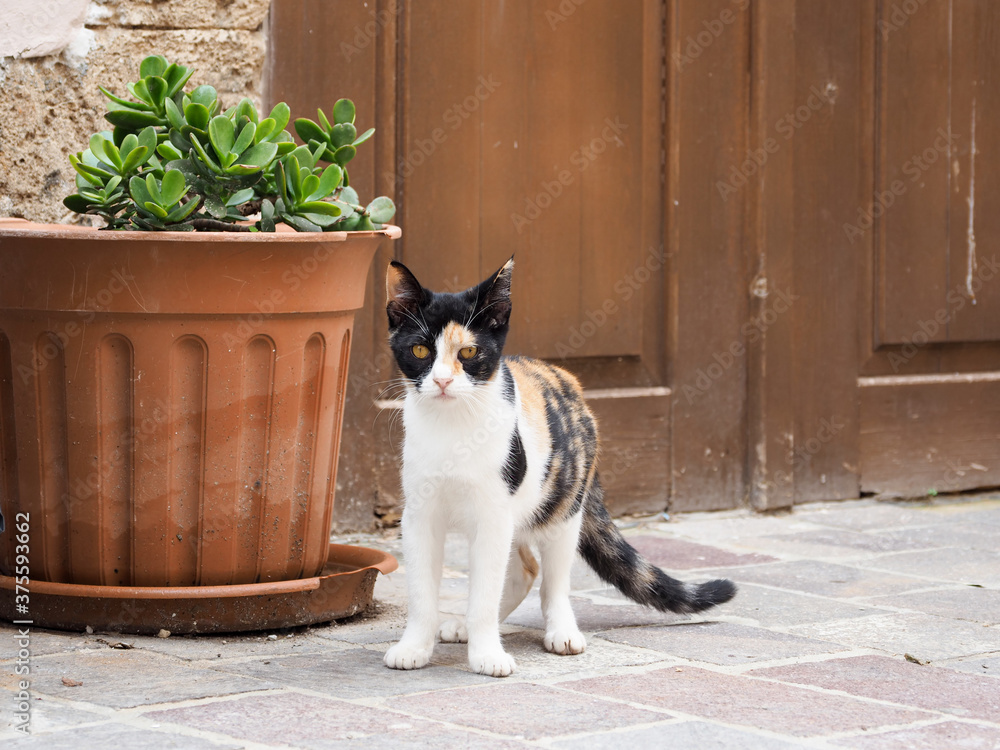 Greece Crete island chania town kitty