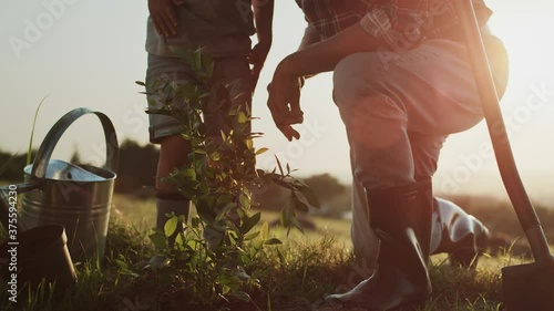 Video of grandfather and grandson planting a tree at sunset. Shot with RED helium camera in 8K.