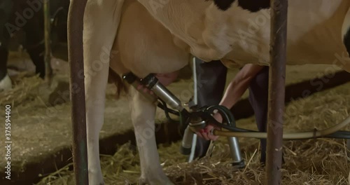 connecting a mechanical milking machine to a cow's udder, farm life