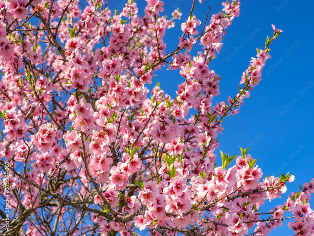 Blühende Mandelblüten, Rosa, Frühling , blaue Hintergrund
