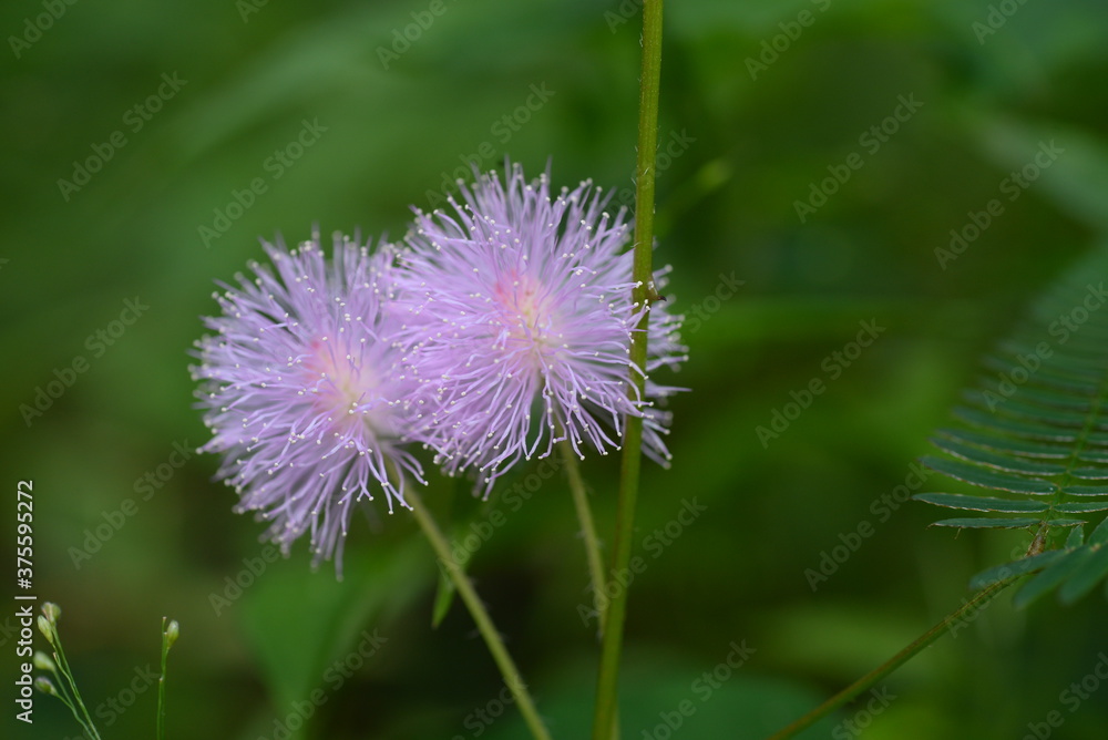 purple thistle flower