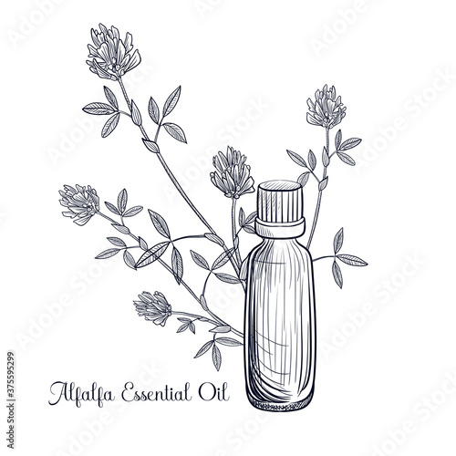 vector drawing alfalfa essential oil
