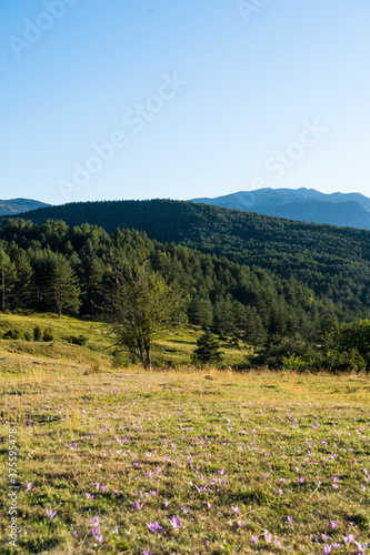 Montaña y prado verde con cielo azul y flores moradas © Nacho