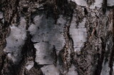 sun glare on birch bark