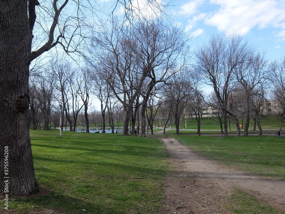 Fototapeta premium trees in the park Montreal