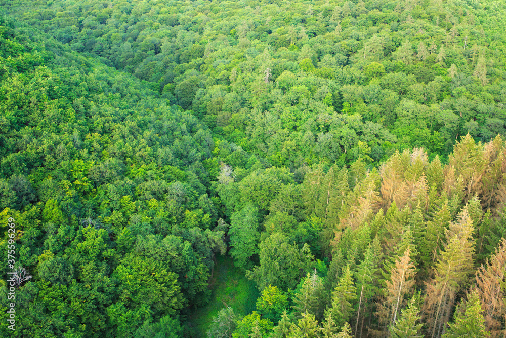 Summer forest background, beautiful bird eye view on green trees .