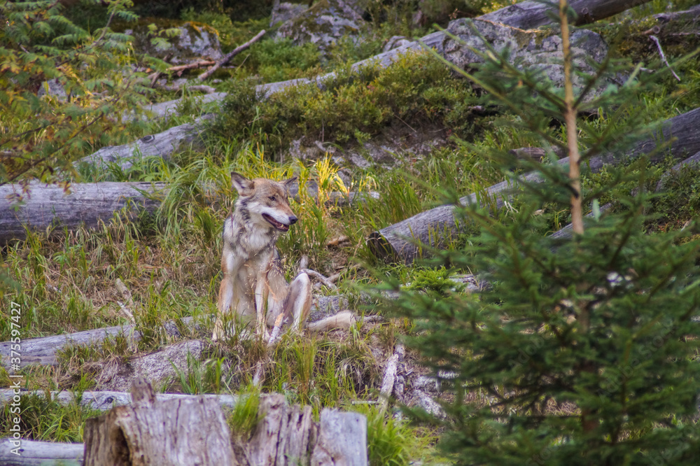 Fototapeta premium wolf in wood