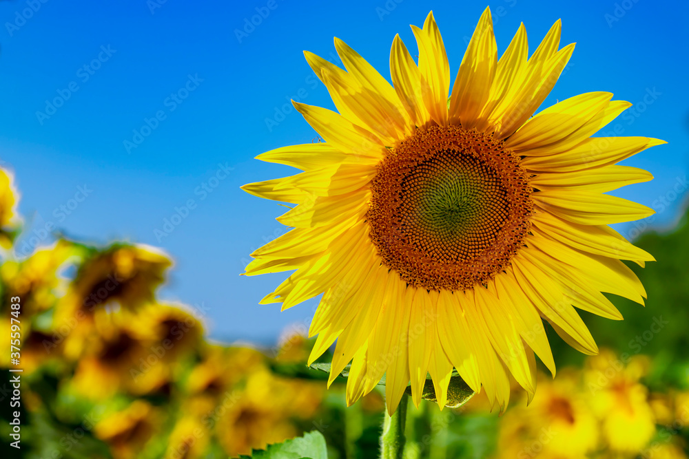 Sunflowers field on a background of blue sky with clouds. Sunflower close-up. Sunflowers field on a background of blue sky with clouds. Sunflower close-up.