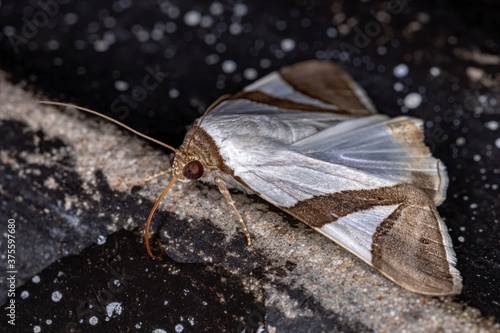Underwing moth of the species Eulepidotis dominicata photo