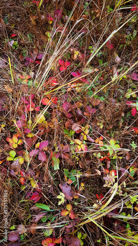 Red yellow orange strawberry leaves hiding in faded autumn grass, phone background 9:16