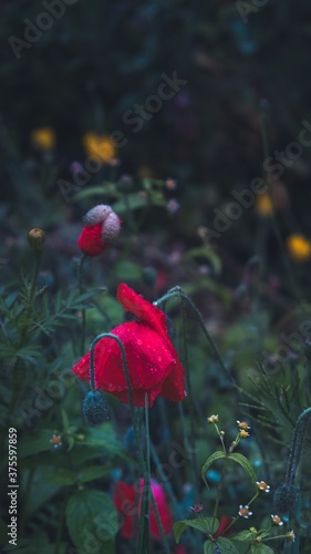Red bright poppies coquettishly bowed their heads under the heavy drops of rain