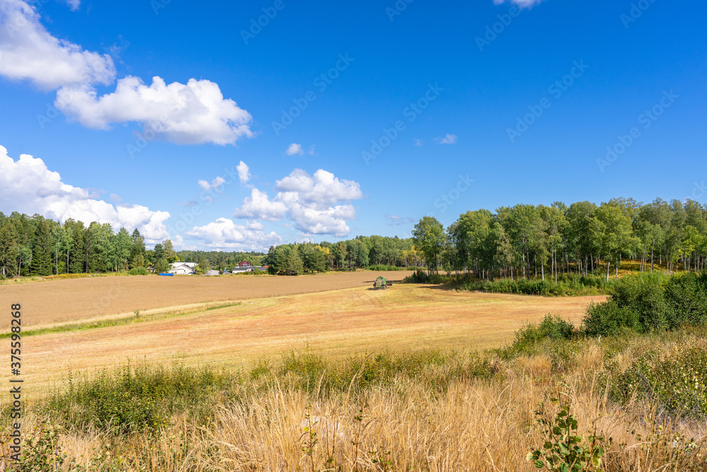 Amazing landscape of country side in autumn. The harvest of canola rapeseed in farmers fields. Ripe rapeseed fields during harvesting. Eco friendly technologies for biofuel production. Amazing landscape of country side in autumn. The harvest of canola rapeseed in farmers fields. Ripe rapeseed fields during harvesting. Eco friendly technologies for biofuel production.