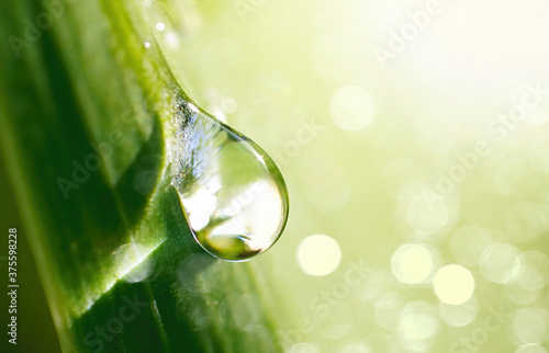 Beautiful water drop sparkle in sun on grass in sunlight, close-up macro. Large droplet of morning dew outdoor, beautiful round bokeh. Amazing artistic image of purity of nature.