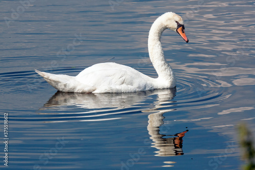 Swimming mute swan with reflection in the water