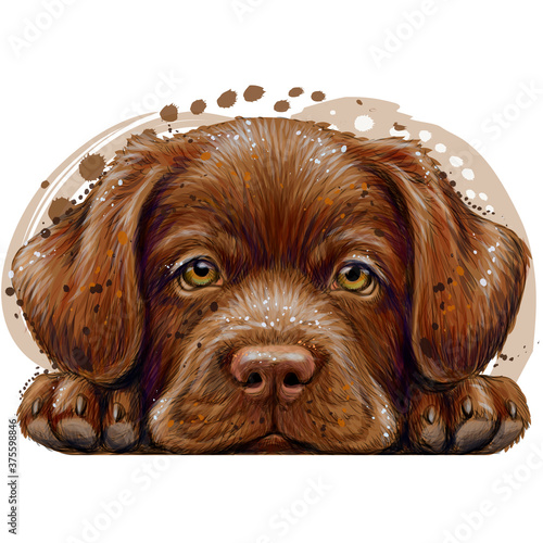 The Labrador puppy. Wall sticker. Color, drawn, realistic portrait of a Labrador puppy in watercolor style on a white background. Separate layer.