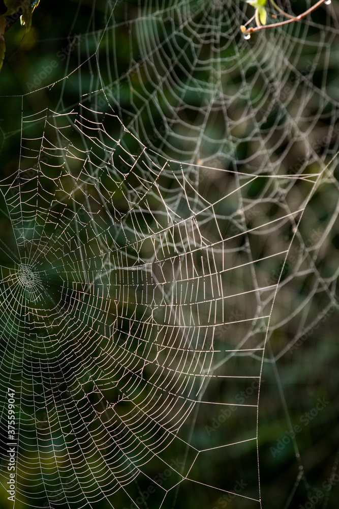 Morning dew on sunlit web of European garden spider (Araneus diadematus)