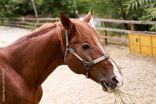 beautiful brown horse eats hay