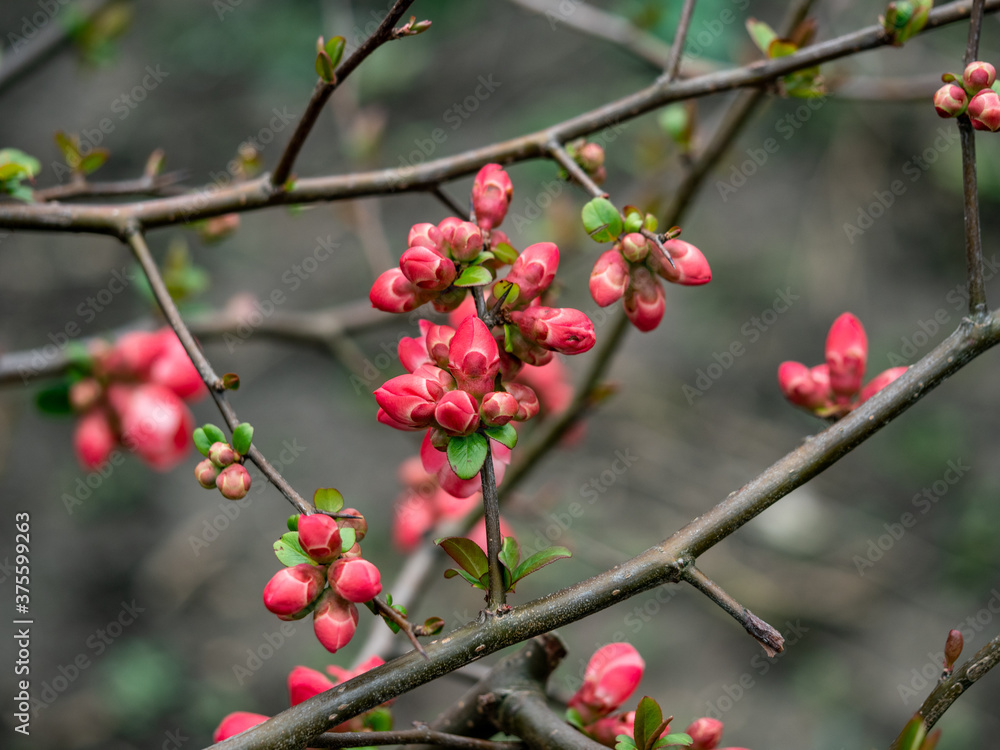 Zierquitten mit rote Blüten in Frühling, Chaenomeles Zierquitten mit rote Blüten in Frühling, Chaenomeles