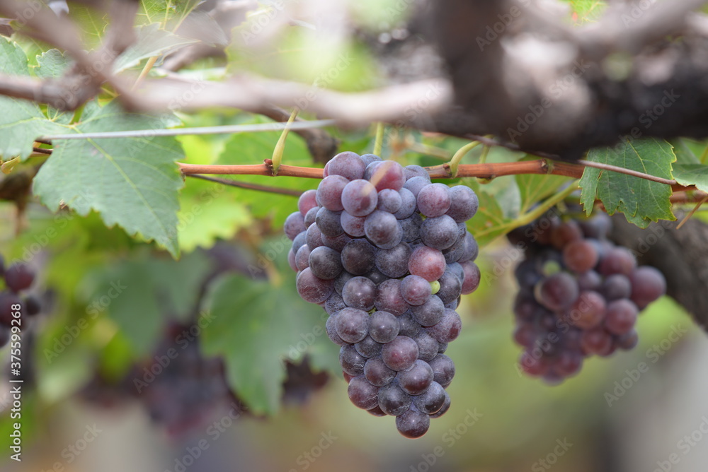 bunch of grapes