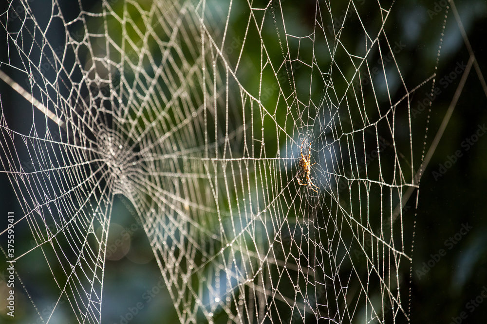 Morning dew on sunlit web of European garden spider (Araneus diadematus) Morning dew on sunlit web of European garden spider (Araneus diadematus)