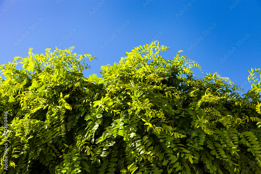 Acacia leaves close up.