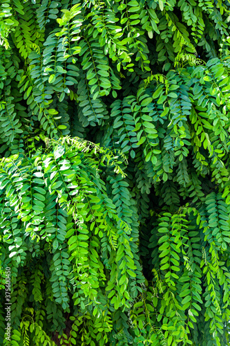 Acacia leaves close up.