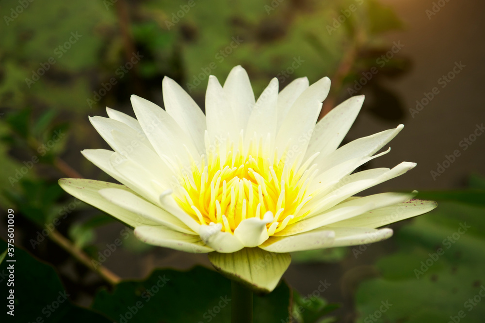 White lotus flowers are blooming with sunset in the evening, White lotus flowers are blooming with sunset in the evening,