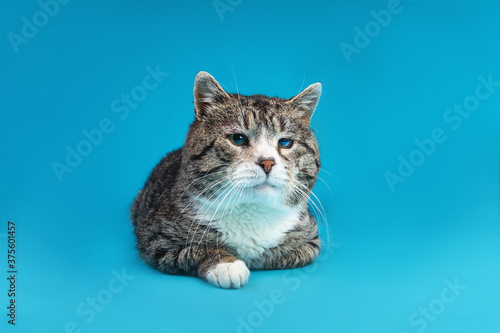 Old Cross breed cat lying in front of blue background © Alexandr