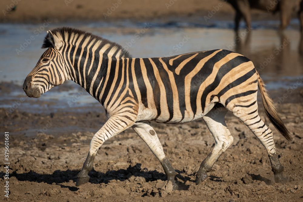 Side view of running zebra in mud with a muddy waterhole in the Kruger Park in South Africa Side view of running zebra in mud with a muddy waterhole in the Kruger Park in South Africa