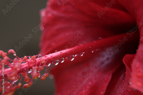 red flower with water drops