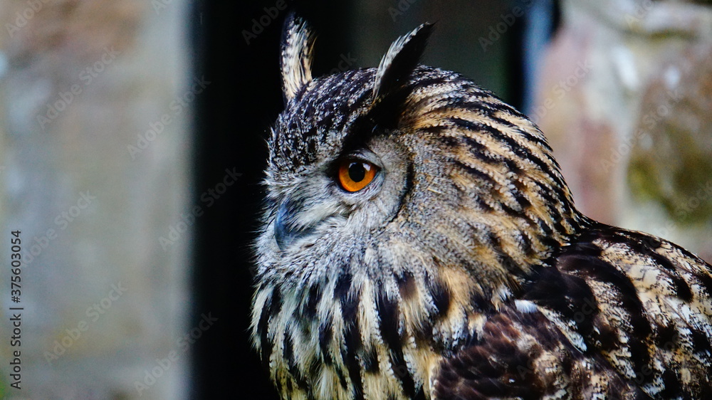 Fototapeta premium Isle of man