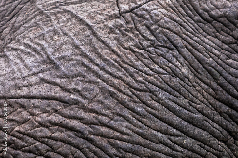Elephant skin pattern Elephant skin pattern
