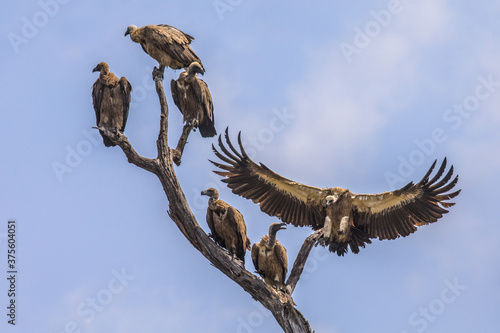 Group of White backed vultures perched in tree