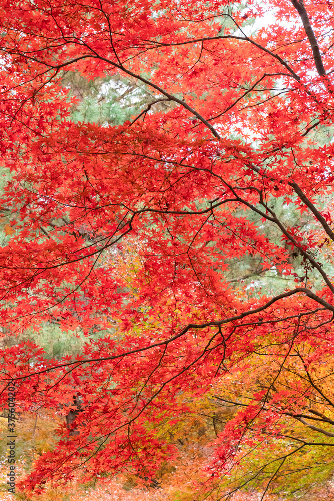 秋、赤い紅葉の幕が下りた
