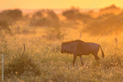 Savanna Orange morning light with wildebeest on S100 Kruger photo