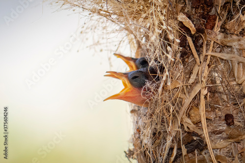 Image of baby birds are waiting for the mother to feed in the bird's nest on nature background. Bird. Animals. photo