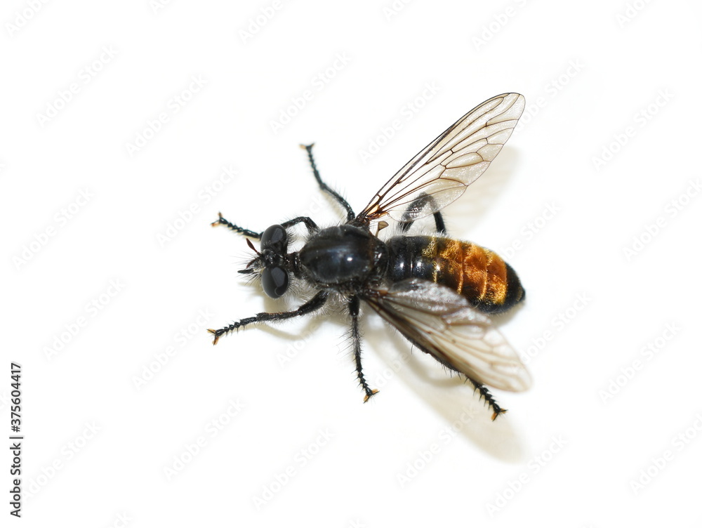 The black and orange robber fly Choerades gilva isolated on white background The black and orange robber fly Choerades gilva isolated on white background