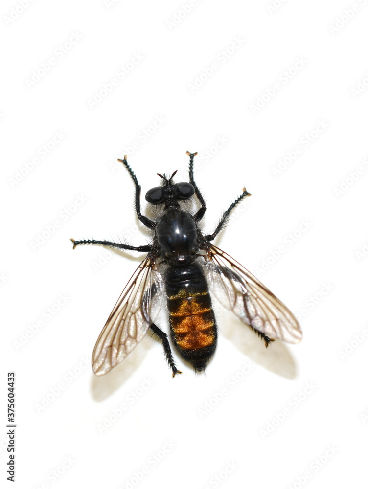 The black and orange robber fly Choerades gilva isolated on white background The black and orange robber fly Choerades gilva isolated on white background