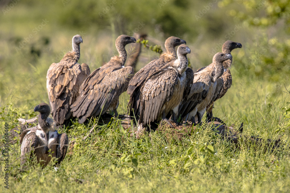 Obraz premium White backed vulture group