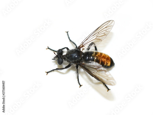 The black and orange robber fly Choerades gilva isolated on white background © hhelene